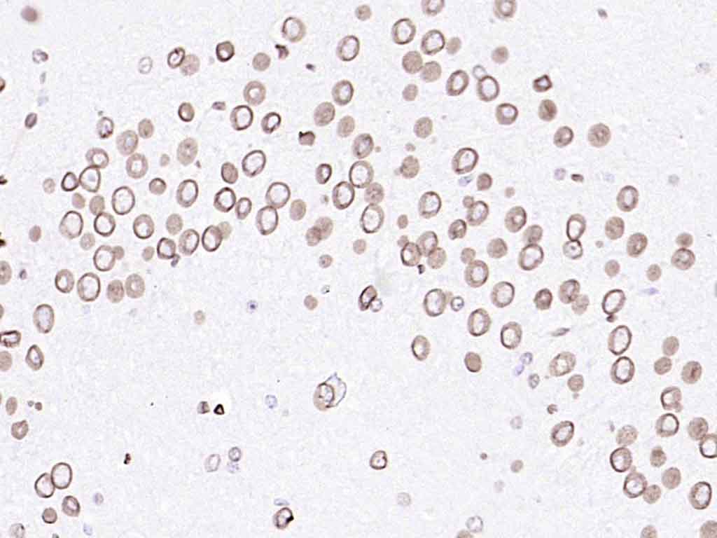 核纤层蛋白A抗体-bsm-34042M